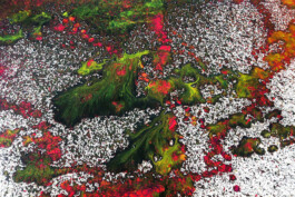 Liat Segal and Assaf Talmudi, Shlomi Shaban, Heart For The Tin Man, Fresh Paint Liat Segal - art, science, and technology