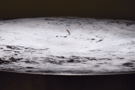 Liat Segal \ Random Walk \ Solo Exhibition \ Artist Residency Herzliya Liat Segal - art, science, and technology